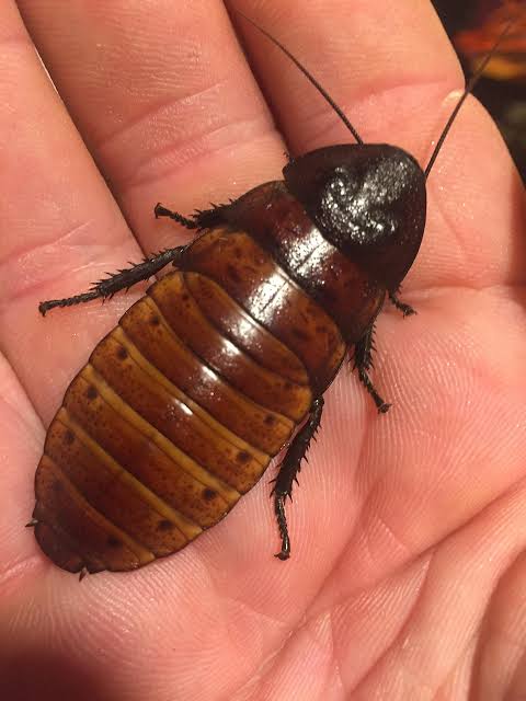 CUCARACHA DE MADAGASCAR
