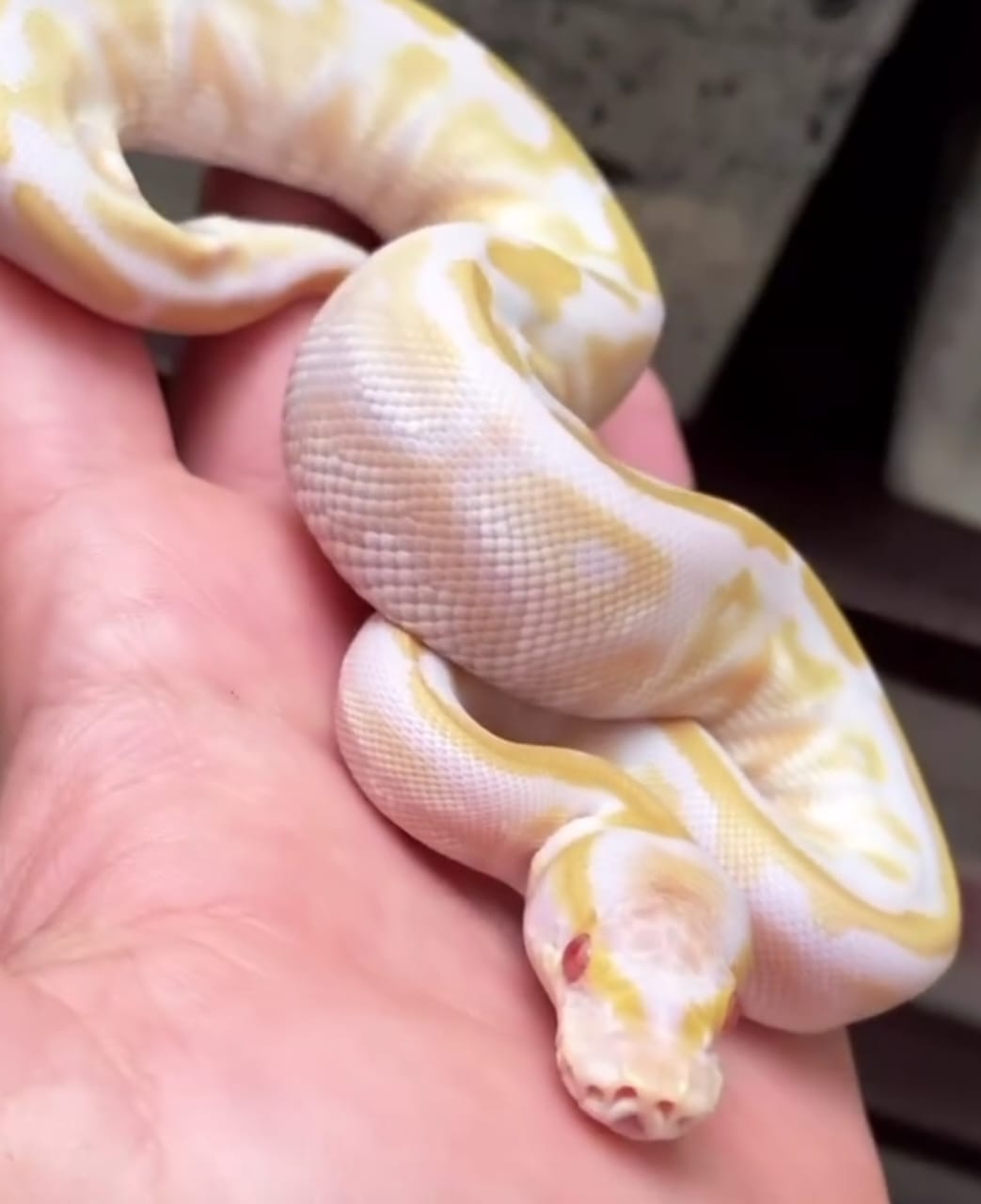 SERPIENTE DEL MAIZ