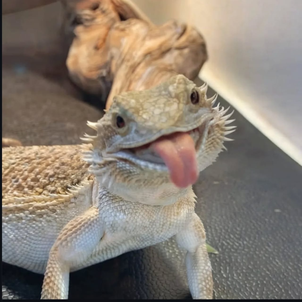 DRAGON BARBUDO